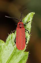 Dictyopterus aurora - Scharlachroter Netzkäfer, Käfer auf Blatt (2)