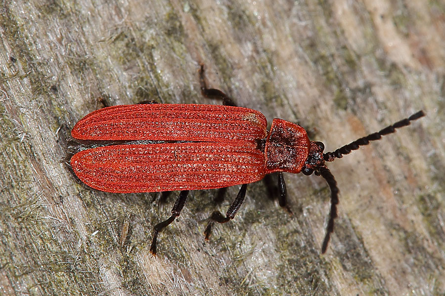 Dictyopterus aurora - Scharlachroter Netzkäfer, Käfer auf Holz