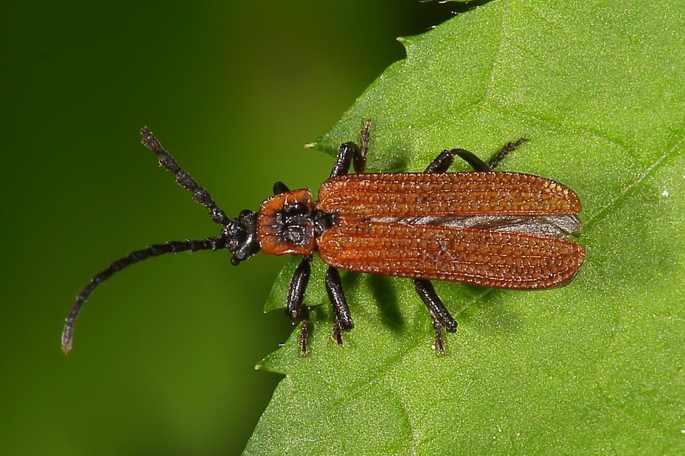 Platycis cosnardi - kein dt. Name bekannt