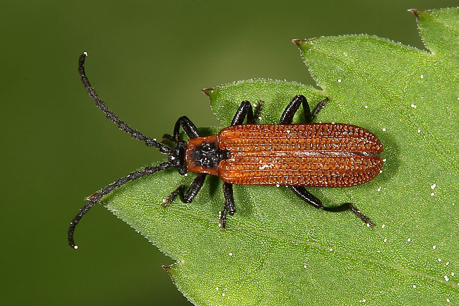 Platycis cosnardi - kein dt. Name bekannt, Käfer verbreitet, aber selten
