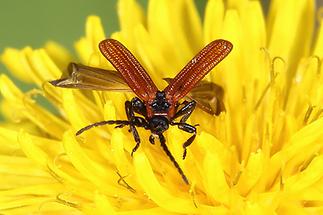 Platycis cosnardi - kein dt. Name bekannt, Käfer vor Abflug
