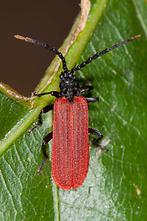 Platycis minutus - kein dt. Name bekannt, Käfer auf Blatt