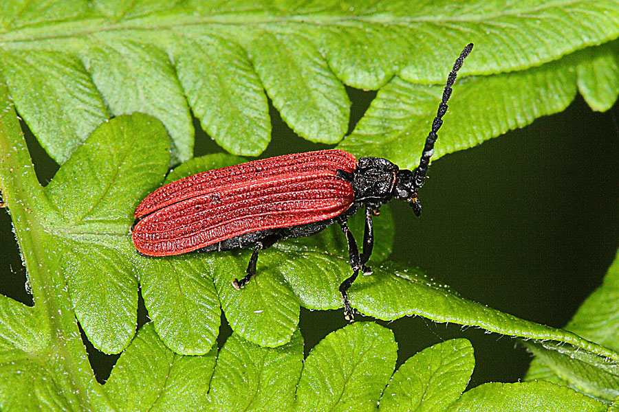 Pyropterus nigroruber - kein dt. Name bekannt, Käfer auf Blatt, selten