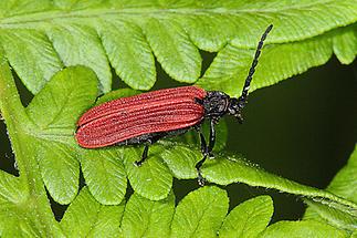 Pyropterus nigroruber - kein dt. Name bekannt, Käfer auf Blatt, selten