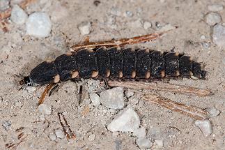 Lampyris noctiluca - Großer Leuchtkäfer, Larve (2)