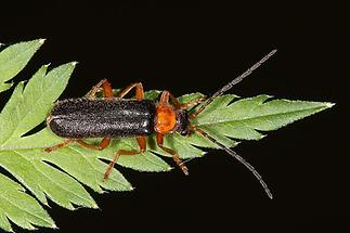 Cantharis fulvicollis - kein dt. Name bekannt, Käfer auf Blatt