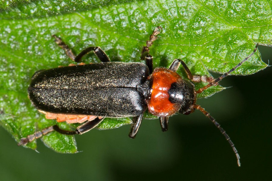 Cantharis fusca - Gemeiner Weichkäfer, Käfer auf Blatt