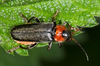 Cantharis fusca - Gemeiner Weichkäfer, Käfer auf Blatt (1)