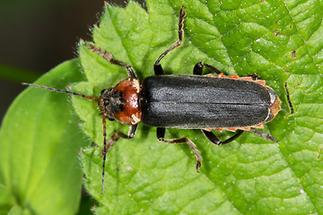 Cantharis fusca - Gemeiner Weichkäfer, Käfer auf Blatt (2)