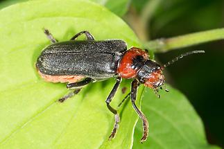 Cantharis fusca - Gemeiner Weichkäfer, Käfer auf Blatt (3)