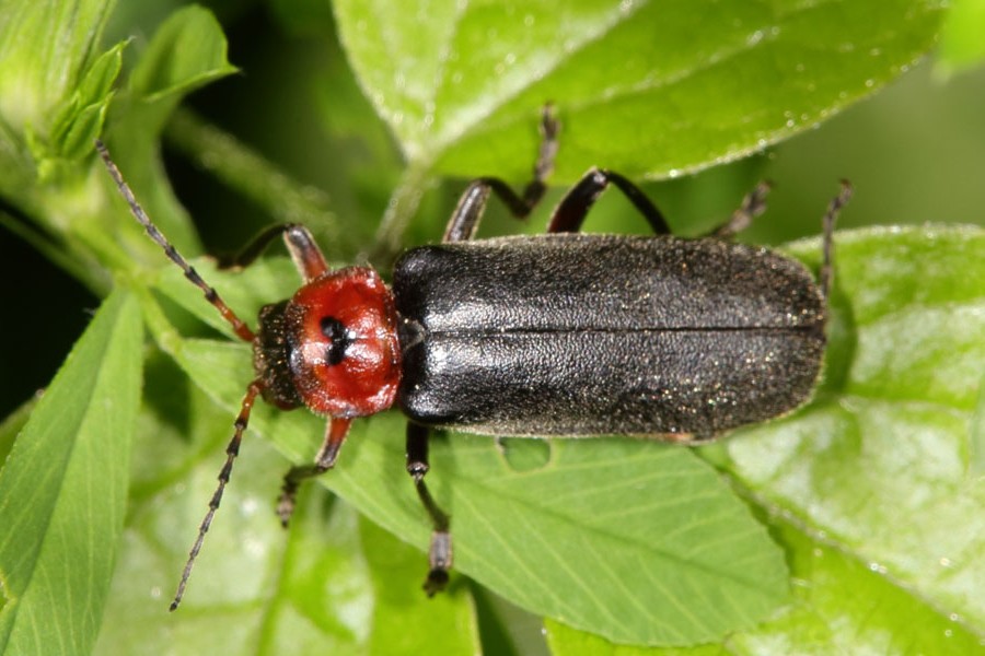 Cantharis fusca - Gemeiner Weichkäfer, Käfer auf Blatt