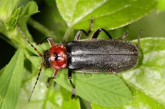 Cantharis fusca - Gemeiner Weichkäfer, Käfer auf Blatt (4)