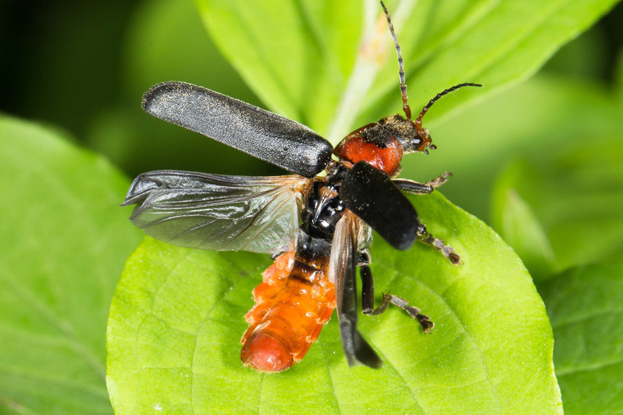 Cantharis fusca - Gemeiner Weichkäfer, Käfer beim Abflug