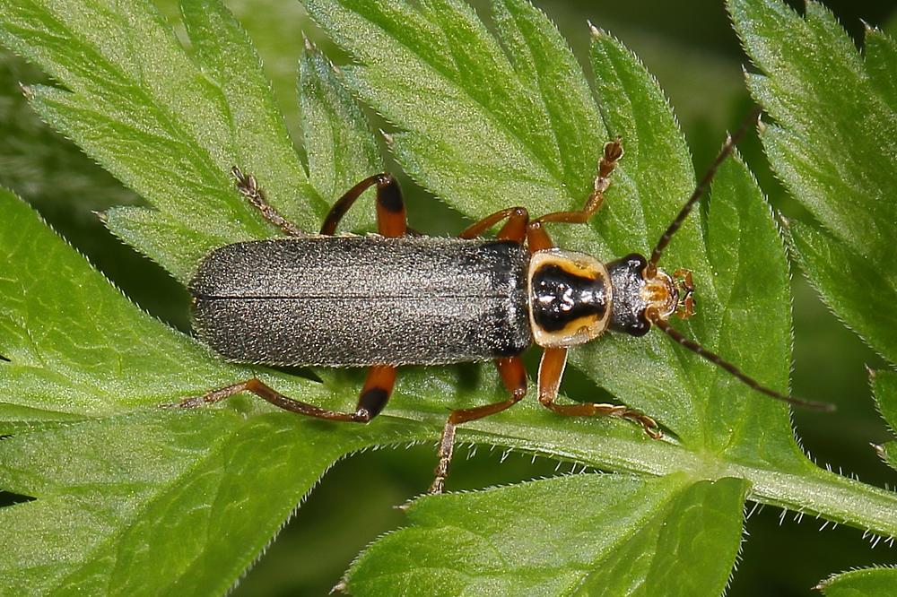 Cantharis nigricans - Graugelber Weichkäfer