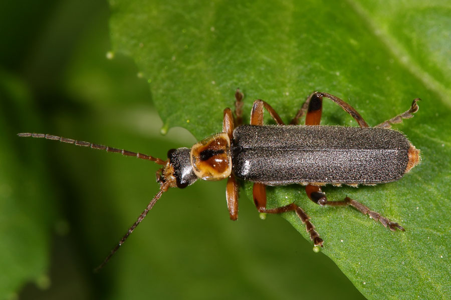 Cantharis nigricans - Graugelber Weichkäfer, Käfer auf Blatt