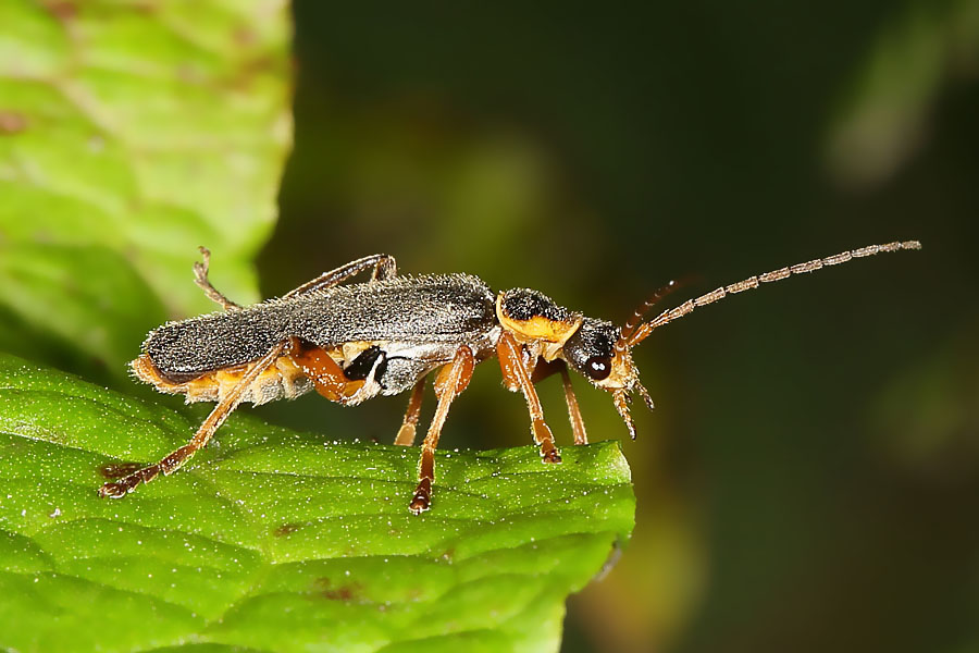 Cantharis nigricans - Graugelber Weichkäfer, Käfer auf Blatt