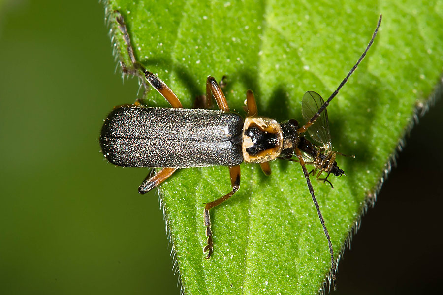 Cantharis nigricans - Graugelber Weichkäfer, Käfer auf Blatt