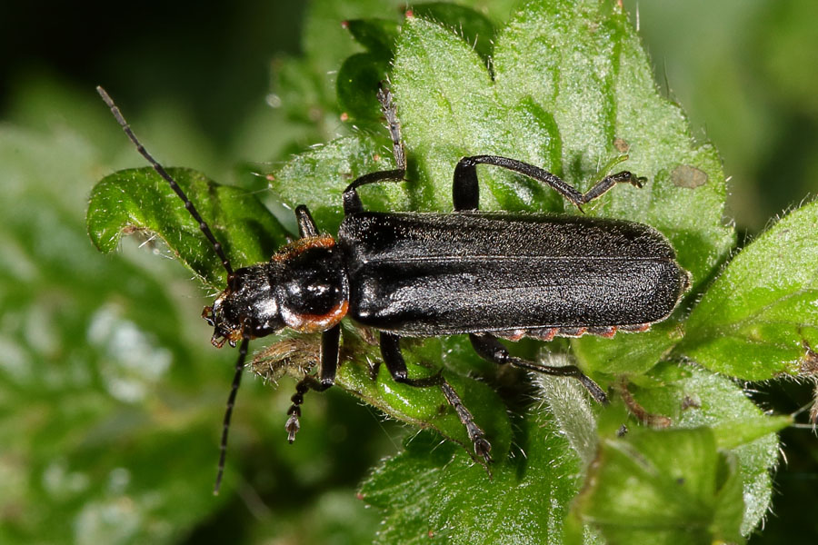 Cantharis obscura oder paradoxa - Eichenweichkäfer, Dunkler Fliegenkäfer, Käfer auf Blatt