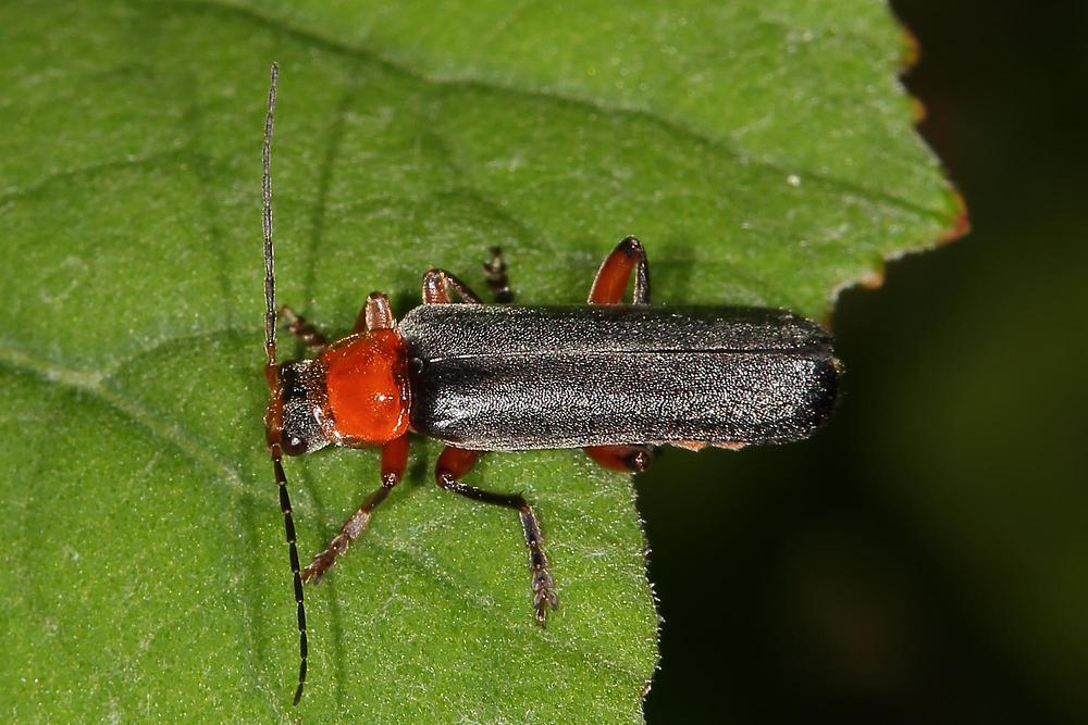 Cantharis pellucida - Rotschwarzer Weichkäfer