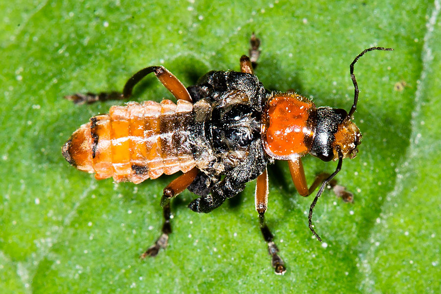 Cantharis pellucida - Rotschwarzer Weichkäfer, Käfer nicht voll entwickelt