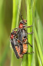 Cantharis rustica - kein dt. Name bekannt, Käfer Paar auf Gräser