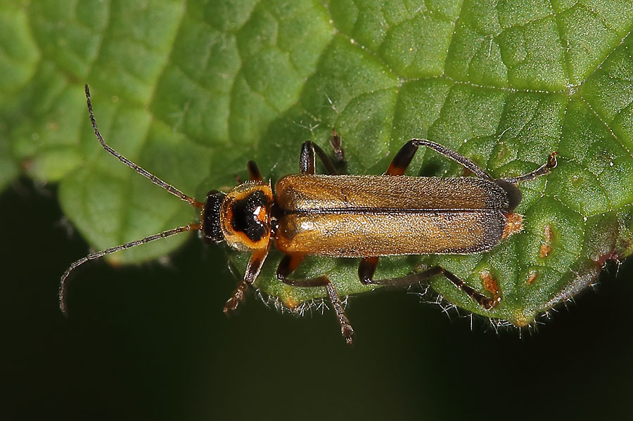 Cantharis terminata - kein dt. Name bekannt, Käfer auf Blatt