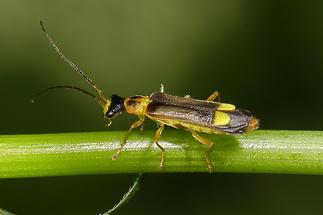 Malthinus flaveolus - Gelblicher Fliegenkäfer