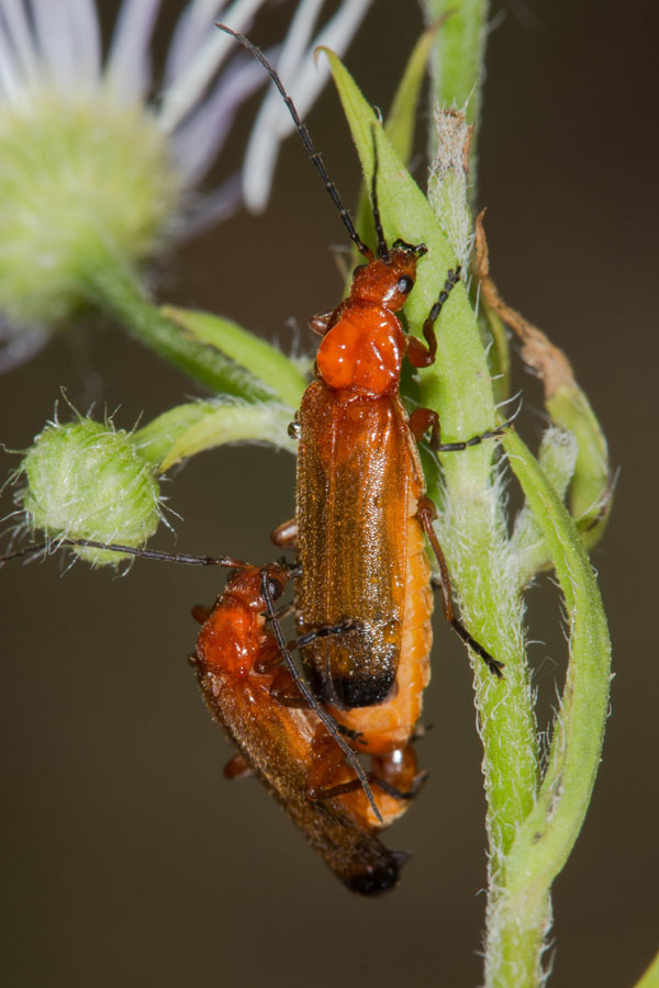 Rhagonycha fulva - Roter Weichkäfer, Käfer Paar