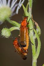 Rhagonycha fulva - Roter Weichkäfer, Käfer Paar (1)
