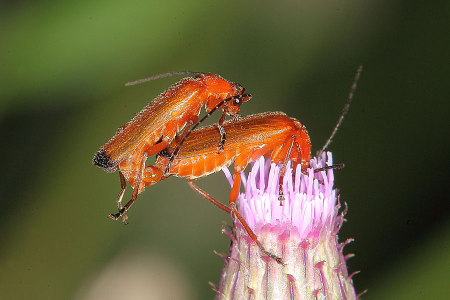 Rhagonycha fulva - Roter Weichkäfer, Käfer Paar