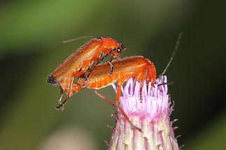 Rhagonycha fulva - Roter Weichkäfer, Käfer Paar (2)