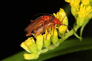 Rhagonycha fulva - Roter Weichkäfer, Käfer Paar (3)