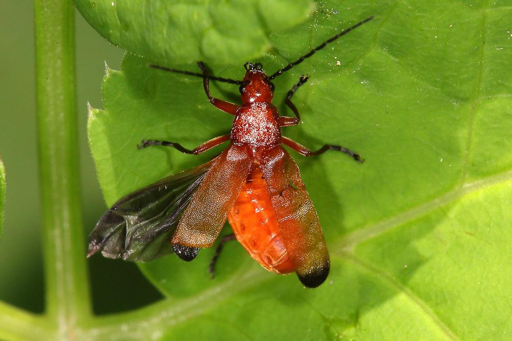 Rhagonycha fulva - Roter Weichkäfer, Käfer beim Abflug