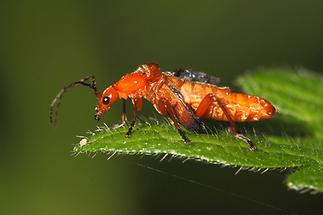 Rhagonycha fulva - Roter Weichkäfer, Käfer schlecht entwickelt