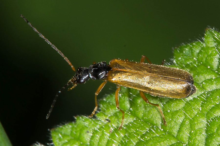 Rhagonycha lignosa - Bleicher Fliegenkäfer, Käfer auf Blatt