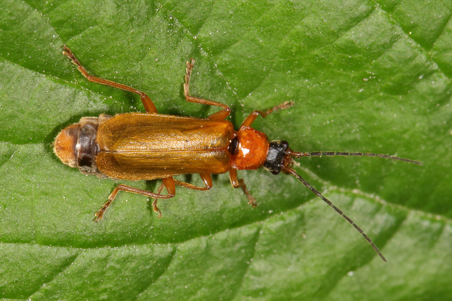 Rhagonycha nigriceps - kein dt. Name bekannt, Käfer auf Blattoberseite