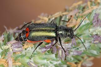 Clanoptilus cf. geniculatus - kein dt. Name bekannt, Käfer auf Blüten (1)