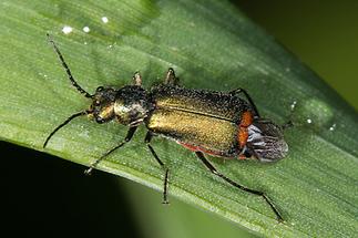 Cordylepherus bipustulatus - kein dt. Name bekannt, Käfer auf Gras