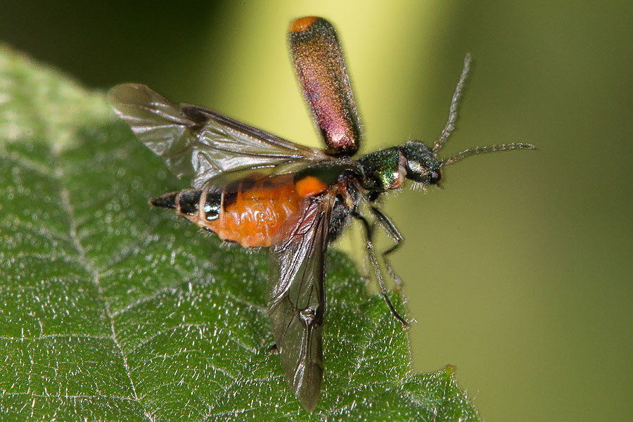 Cordylepherus bipustulatus - kein dt. Name bekannt, Käfer beim Abflug