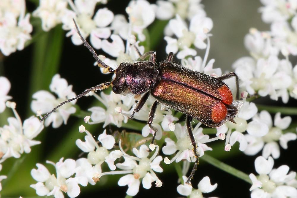 Malachius bipustulatus - Zweifleckiger Zipfelkäfer, Käfer Männchen auf Blüten