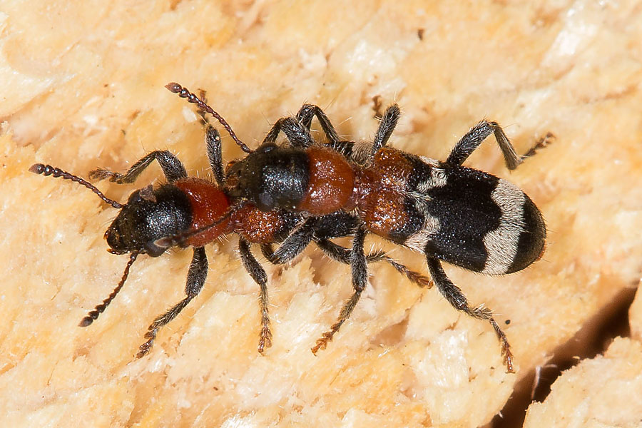Thanasimus formicarius - Ameisenbuntkäfer, Käfer Paar