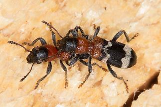 Thanasimus formicarius - Ameisenbuntkäfer, Käfer Paar (1)