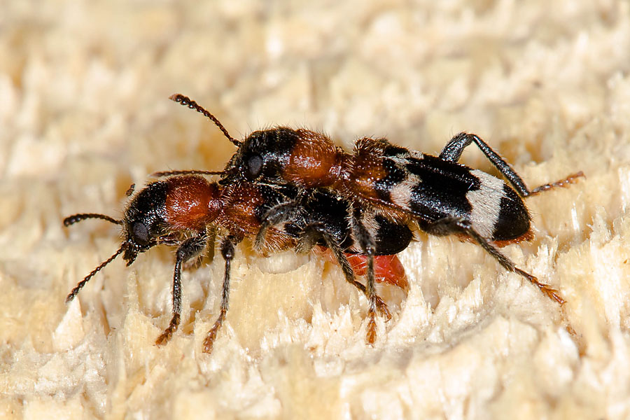 Thanasius formicarius - Ameisenbuntkäfer, Käfer Paar