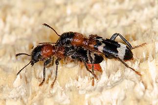 Thanasius formicarius - Ameisenbuntkäfer, Käfer Paar (2)