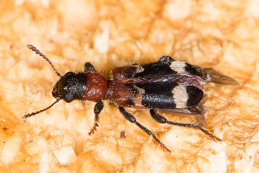 Thanasius formicarius - Ameisenbuntkäfer, Käfer auf Holz