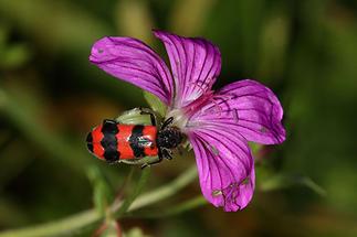 Trichodes apiarius - Bienenwolf Immenkäfer, Käfer auf Blüte