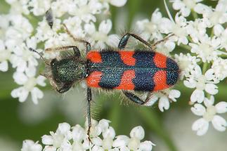 Trichodes apiarius - Bienenwolf, Immenkäfer, Käfer auf Blüten (1)