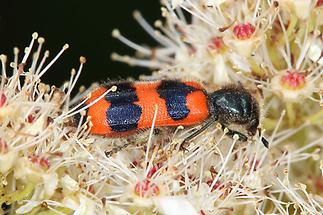 Trichodes apiarius - Bienenwolf, Immenkäfer, Käfer auf Blüten (2)