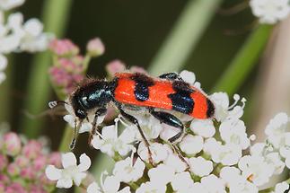 Trichodes apiarius - Bienenwolf, Immenkäfer, Käfer auf Blüten (3)