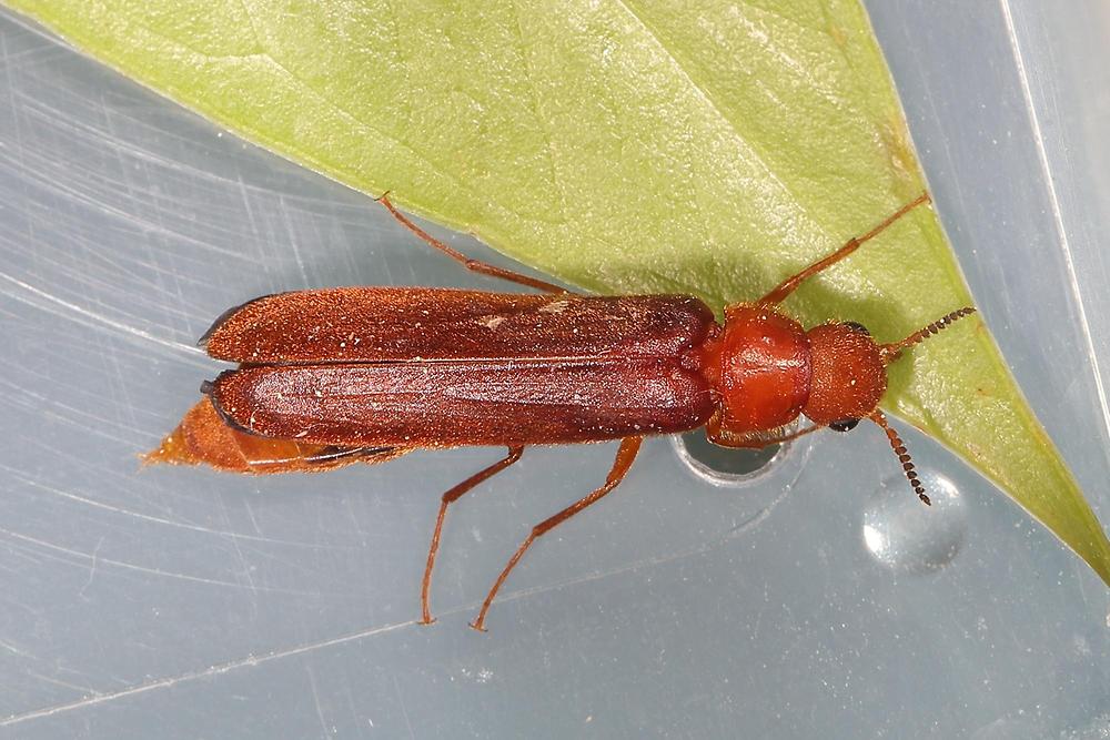 Hylecoetus dermestoides - Sägekörniger Werftkäfer